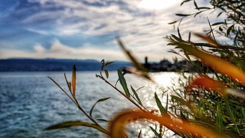 Close-up of plant against sea