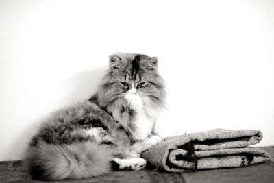 Cat lying down against white background