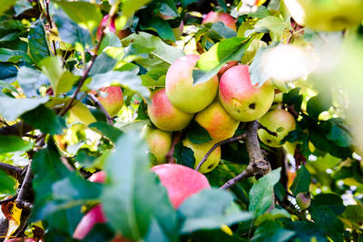 Close-up of apple growing on tree