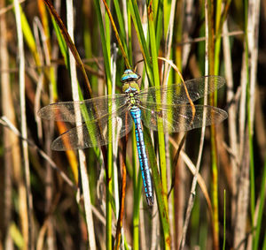 Close-up of dragonfly on grass