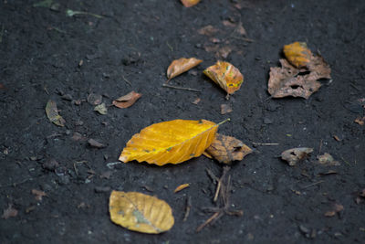 High angle view of fallen autumn leaf