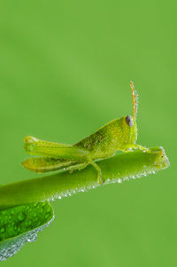 Close-up of insect on leaf against green background