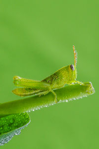 Close-up of insect grasshoper on leaf against green background