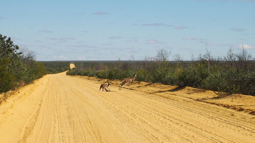 Tire tracks on sand dune