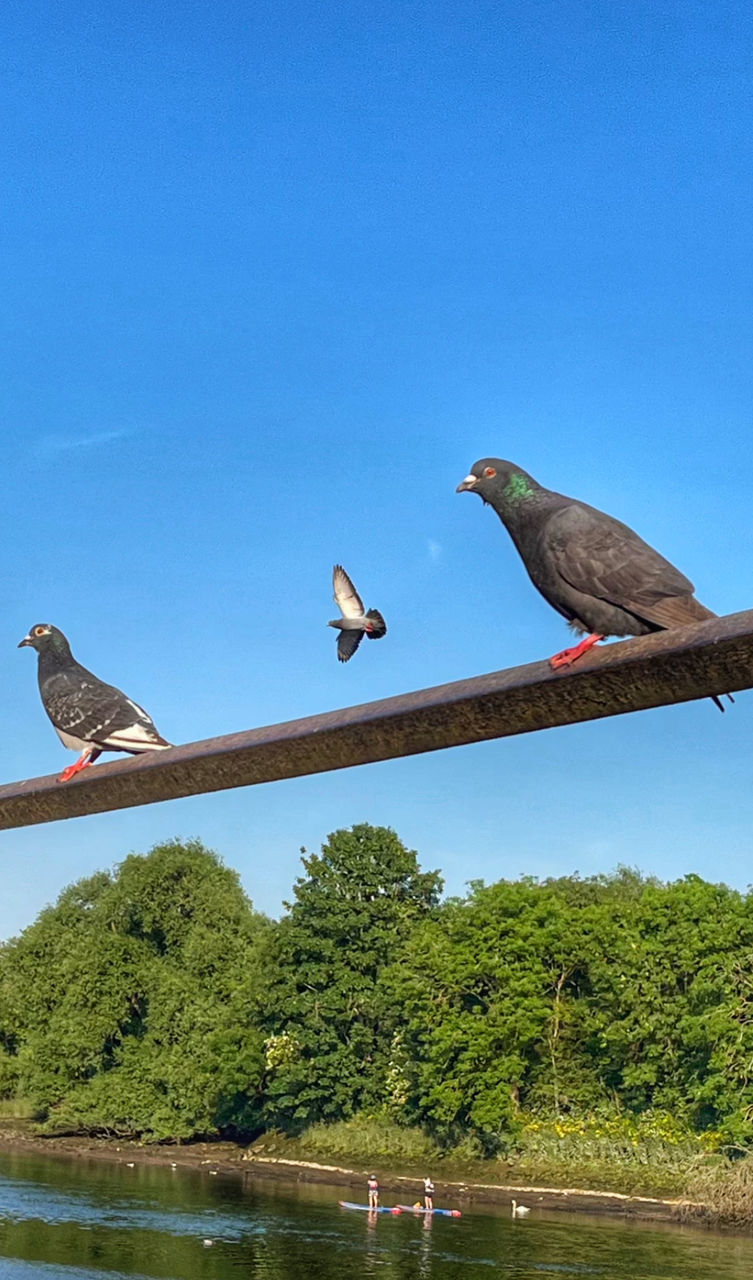 animal, animal themes, bird, animal wildlife, wildlife, tree, sky, nature, group of animals, water, blue, plant, no people, clear sky, day, perching, two animals, outdoors, lake, sunny, beauty in nature