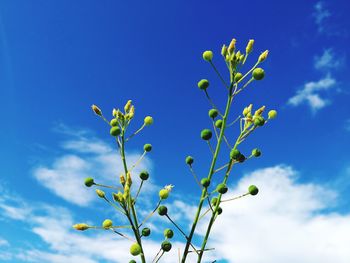 Low angle view of tree against blue sky