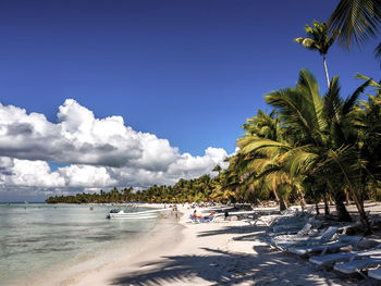 Palm trees on beach against sky