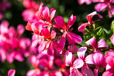 Close-up of pink flowers blooming outdoors