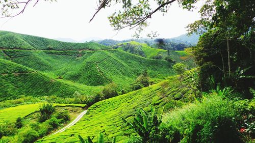 Scenic view of agricultural field against sky