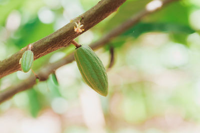 Close-up of plant growing on tree