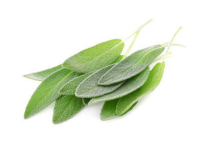 High angle view of leaves against white background