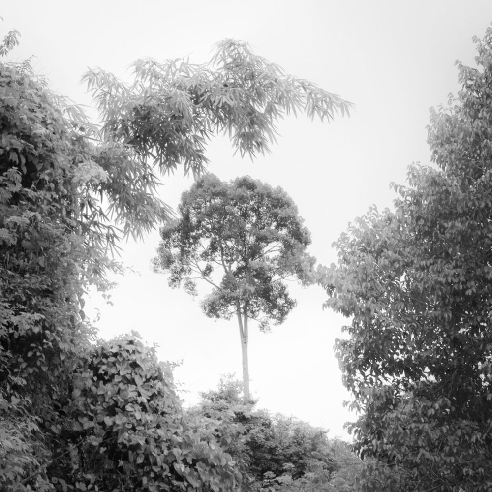 tree, plant, black and white, monochrome, nature, forest, monochrome photography, growth, sky, beauty in nature, no people, branch, tranquility, day, land, outdoors, environment, low angle view, scenics - nature, pinaceae, leaf, tranquil scene, coniferous tree, non-urban scene, sunlight, pine tree, fog, morning, landscape