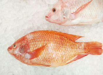 Close-up of fish on market