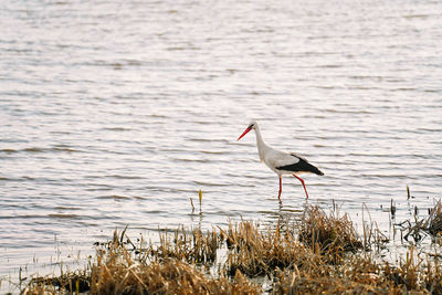 Stork on a lake in spring