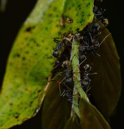 Close-up of ant on leaf