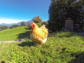 View of grassy field