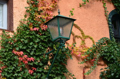 Ivy growing on tree