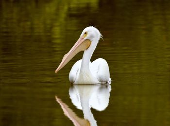 White swan swimming in lake