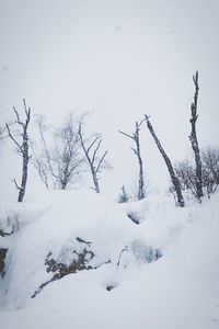 Bare trees on snow covered landscape against sky