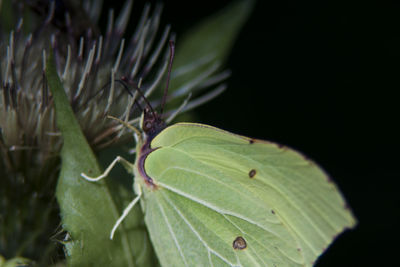 Close-up of leaves