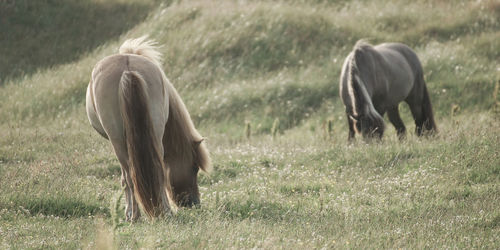 Horse grazing on field