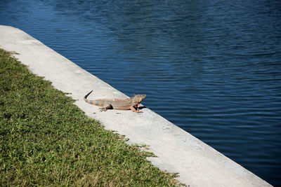 High angle view of bird on lake