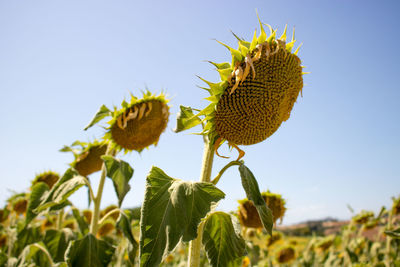 Close-up of sunflower