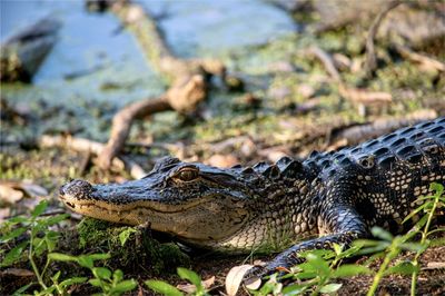 Young alligator laying on the ground by the water.