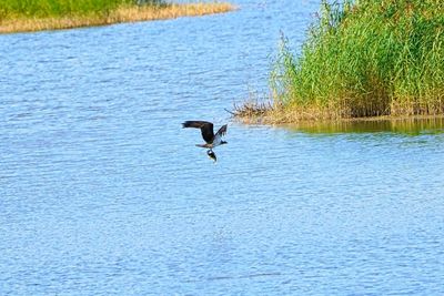 Bird flying over lake