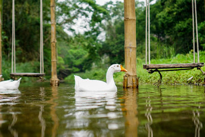 Swan swimming in lake