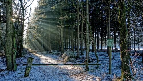 Scenic view of forest during winter