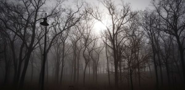 Silhouette bare trees in forest against sky