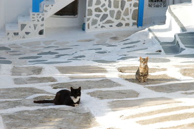 Cats living in mykonos town