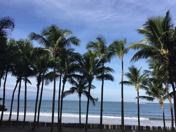 Palm trees on beach against sky