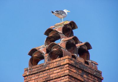 Low angle view of bird perching against clear sky