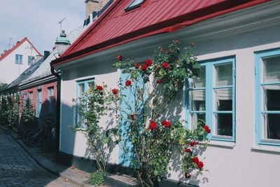 Red flowering plants on window of building