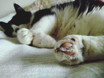 Close-up of cat sleeping