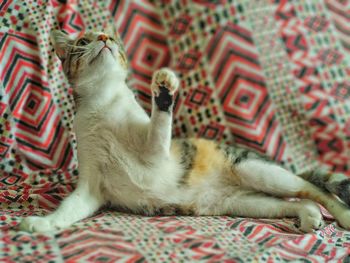 Cat relaxing on bed at home