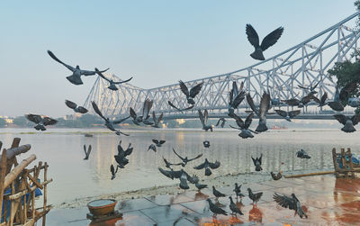Flock of pigeons at mallick ghat flower market near howrah bridge at kolkata. 