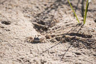 Sand crab scuttling back to hole