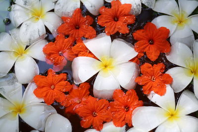 High angle view of white flowering plants