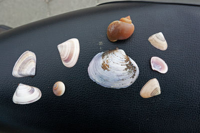 shell