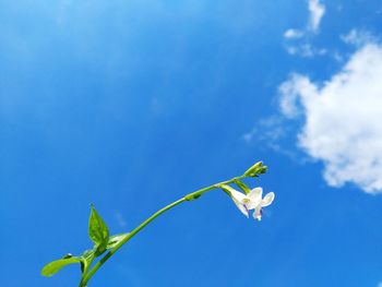 Low angle view of flowering plant against blue sky