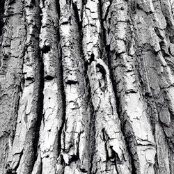 Full frame shot of tree trunk