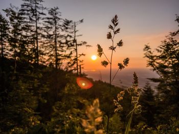 Silhouette trees against sky during sunset