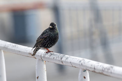 Close-up of bird perching on metal pole