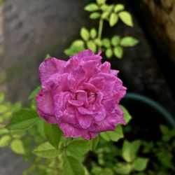 Close-up of pink rose flower