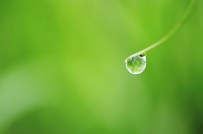 Close-up of water drops on green leaf