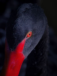 Close-up of black swan