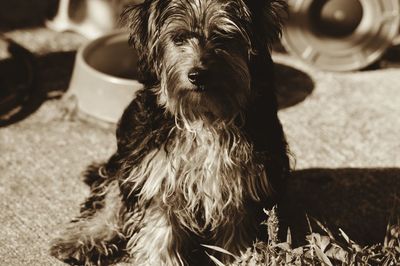 Close-up portrait of a dog